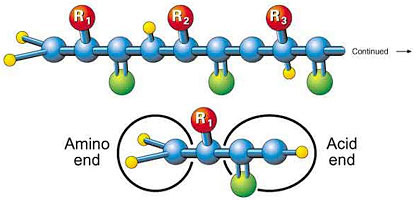 amino acid chain