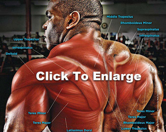 https://www.seannal.com/images/back-muscles-anatomy.jpg
