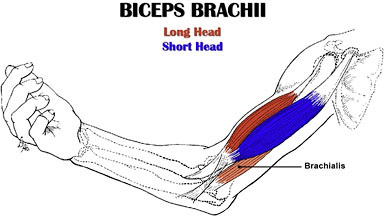 bicep short head and long head