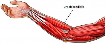 brachioradialis