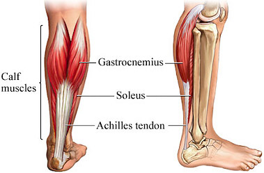 calf anatomy