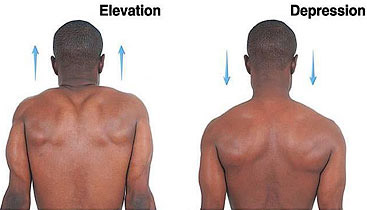 depressed scapula