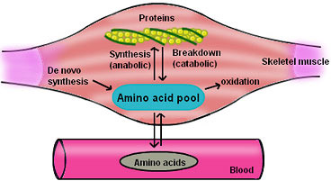 fish oil and muscle growth