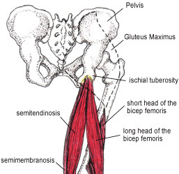 hamstring anatomy