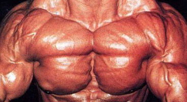 inner pec muscle