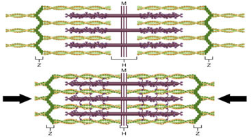 muscle contraction