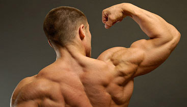 rear delt muscles