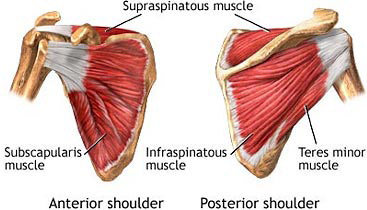 rotator cuff muscles