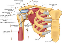 stabilizer muscles