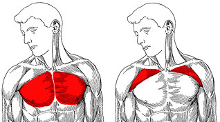 upper and lower chest