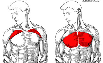 upper and lower chest