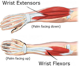 wrist flexors and extensors