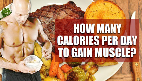 calories to gain muscle