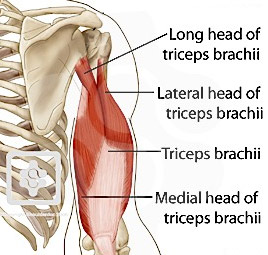 tricep long head