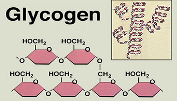 glutamine glycogen