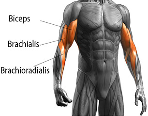 brachioradialis anatomy