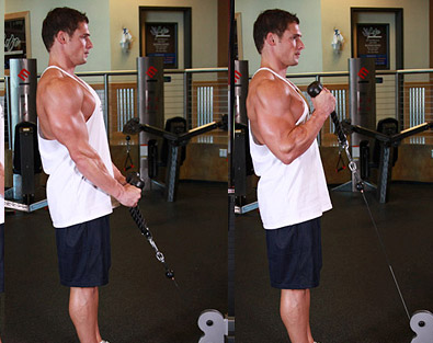cable hammer curl