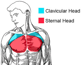 upper chest