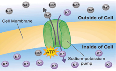 sodium potassium