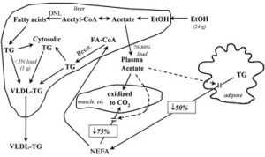Safe Use of Testosterone for Weight Loss