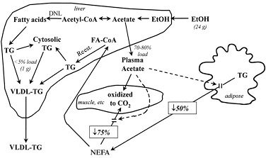 alcohol and tesosterone