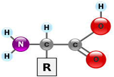 amino acids