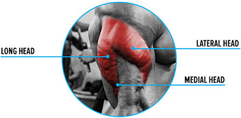 lateral-head-triceps