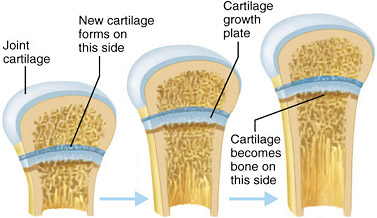 growth plates