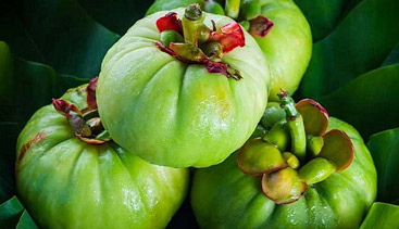 garcinia cambogia