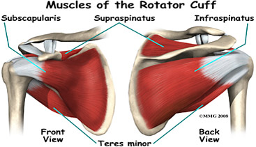 rotator cuff