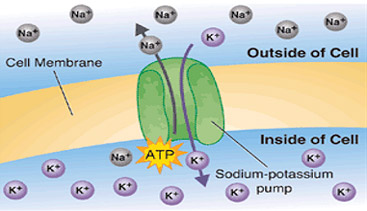 water retention sodium potassium