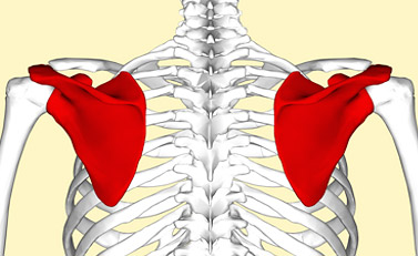 bench press scapula